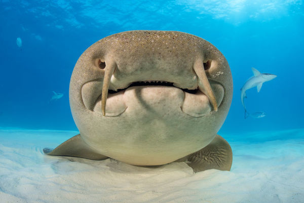 Tuy nhiên, chúng là những sinh vật khổng lồ khi dài tới hơn 14 feet (hơn 4 mét), sở hữu bộ hàm chắc khỏe chứa hàng ngàn chiếc răng nhỏ xíu nhưng vô cùng sắc nhọn và sẽ cắn để phòng vệ nếu có ai đó vô tình tác động lên cơ thể chúng hoặc khi bị các thợ lặn làm phiền.