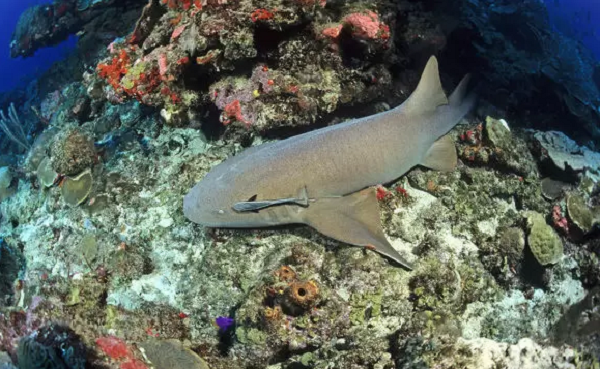 Theo thời gian, các hoạt động giải trí và phát triển thương mại của con người đã xâm hại nghiêm trọng đến môi trường sống của loài cá này, khiến chúng càng trở nên hiếm gặp.