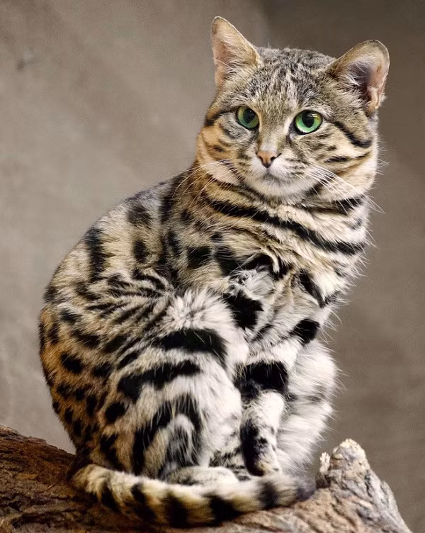  Mèo chân đen được các nhà khoa học gọi là Gyra. Chúng sở hữu vẻ ngoài đáng yêu và nhỏ nhắn nhưng đằng sau đó là khả năng săn mồi thiện nghệ vượt xa hổ, báo, sư tử.