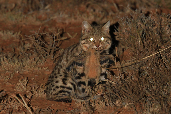 Mỗi đêm, mèo chân đen chạy khoảng 32 km để kiếm mồi, chúng săn và giết chết từ 10 - 14 con mồi, tốc độ trung bình là 50 phút cho mỗi lần săn. Mặc dù mèo chân đen rất nguy hiểm, nhưng ngày nay môi trường sống của chúng đang bị con người xâm hại và phá hủy, cuộc sống của chúng bị đe dọa nghiêm trọng.