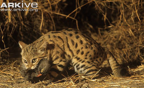 Phương pháp thứ hai, đây có lẽ là phương pháp phổ biến nhất của họ nhà mèo, chúng sẽ lặng im quan sát con mồi và âm thầm tiến lại gần một cách chậm rãi đến khi có một khoảng cách phù hợp, chúng sẽ lao ra để kết liễu con mồi.