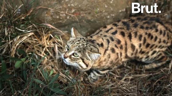 Thậm chí có một truyền thuyết bản địa châu Phi tuyên bố rằng loài mèo chân đen có thể hạ gục hươu cao cổ. Rõ ràng đó chỉ là một câu chuyện thần thoại, nhưng nó thể hiện sự kiên trì của kẻ giết người bẩm sinh nhưng vô cùng dễ thương này.