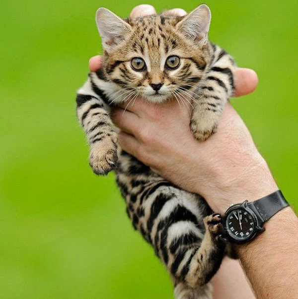 Các nhà sinh vật học cho biết, loài mèo chân đen và những động vật ăn thịt có thân hình nhỏ thường sở hữu sự trao đổi chất rất nhanh, bởi vậy chúng phải liên tục săn mồi để duy trì sự sống.