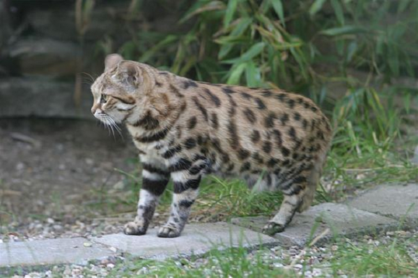 Mỗi đêm loài mèo chân đen phải săn bắt và ăn một lượng thịt tương đương 1/6 trọng lượng cơ thể của chúng. Để dễ hình dung hơn, nếu con người sở hữu tốc độ trao đổi chất của loài mèo chân đen, một người nặng 60kg một ngày phải ăn 10kg thịt để có thể tồn tại và phát triển.