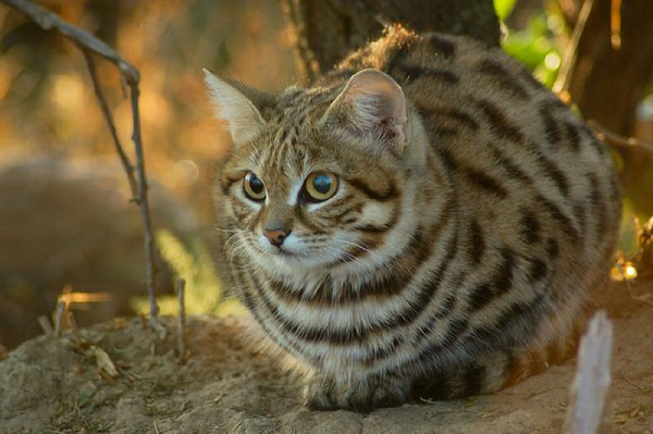 Phương pháp thứ 3, chúng sẽ âm thầm đứng im bất động tại miệng hang để chờ con mồi đi qua và lao tới, đôi lúc chúng có thể đứng im tới hơn 2 tiếng đồng hồ chỉ để chờ đợi con mồi đi qua.