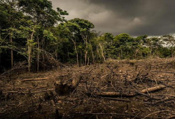 Cứ sau mỗi phút, những khu rừng có kích thước bằng 20 sân bóng đá bị đốn hạ. Đến năm 2030, hành tinh có thể chỉ còn 10% diện tích rừng; Nếu nạn phá rừng không được dừng lại, tất cả chúng có thể biến mất trong vòng chưa đầy 100 năm.