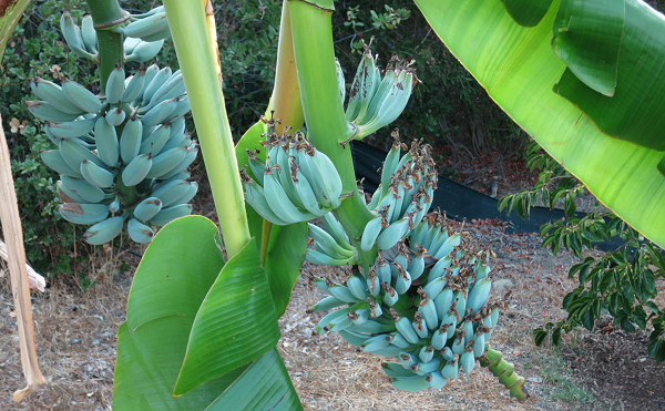 Được biết, màu xanh da trời chỉ tồn tại trong khoảng thời gian ban đầu, khi chuối đã chín nó sẽ dần chuyển sang vàng nhạt. So với chuối ở Việt Nam, phần thịt của Blue Java lại nghiêng về màu trắng sữa và mềm hơn.