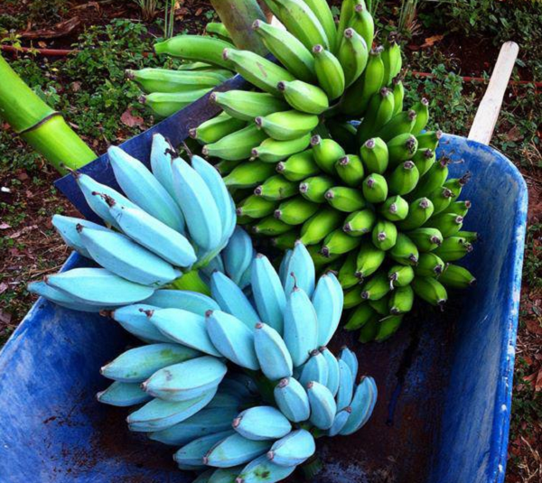 Bạn có thể ăn sống món chuối này như chuối bình thường hoặc làm như người bản xứ là để nó trong ngăn đá rồi xay nhuyễn bằng máy sinh tố. Nhiều người ăn nó cùng với bơ đậu phộng.