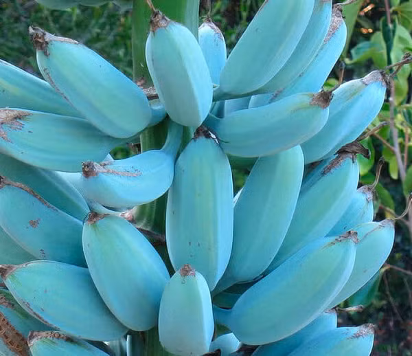 Loài chuối này có đặc điểm nhận dạng vô cùng đặc biệt là sở hữu vỏ ngoài màu... xanh dương. Sắc xanh dương của chuối đôi khi có màu đậm đến nhạt nên còn khiến nhiều người tưởng là photoshop.