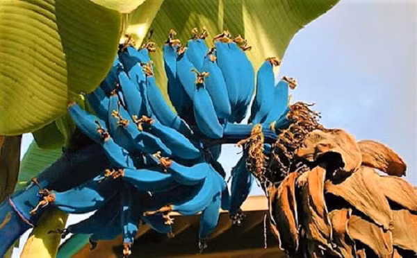 Loại chuối kỳ lạ có tên Blue Java có xuất xứ từ đảo Hawaii và một số vùng ở Australia đã khiến nhiều người “phát cuồng” vì sự đặc biệt của nó.