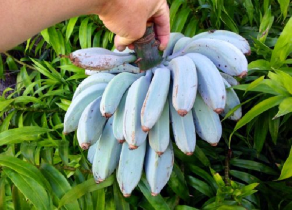 Loài chuối Blue Java có thể phát triển chiều cao từ 4,5m - 6m. Chúng chịu được lạnh và sức gió tốt, nhờ hệ thống rễ đâm sâu dưới đất.