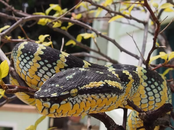 Rắn lục vảy cưa (Echis carinatus) là thành viên nhỏ nhất trong "Tứ đại rắn độc" ở Ấn Độ. Khi bị loài rắn này cắn, bạn sẽ bị sưng và đau cục bộ ở khu vực đó, sau đó là khả năng xuất huyết. Vì nọc độc gây rối với khả năng đông máu của con người, nó có thể dẫn đến chảy máu trong và cuối cùng là suy thận cấp tính.