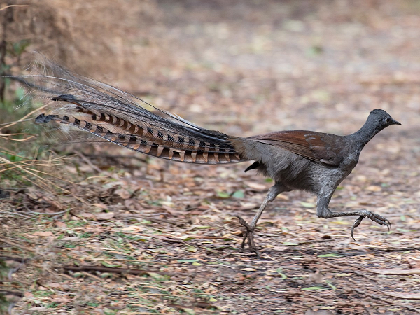 Loài chim Cầm Điểu hay còn gọi là chim Đàn Lia (Lyrebird) là loài chim bản địa của Australia. Vẻ ngoài của chúng nổi bật với chiếc đuôi lớn của những con trống khi tán tỉnh chim mái.