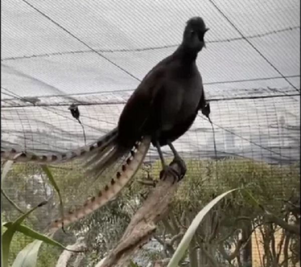 Chim Echo hiện đã 7 tuổi. Khoảng một năm trước, Echo đã bắt đầu phát ra những âm thanh giống như tiếng khóc của trẻ nhỏ . Tuy nhiên, không rõ làm thế nào con chim này có thể bắt chước được tiếng khóc vì vườn thú đã đóng cửa trong bối cảnh thành phố Sydney bị phong tỏa vì dịch COVID-19.