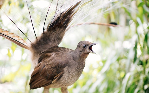 Khả năng ấn tượng của chim Đàn Lia khiến chúng trở thành những "kẻ lừa đảo" tài năng. Gần đây, các nhà nghiên cứu của Đại học Cornell phát hiện ra rằng, những con chim lia có thể bắt chước âm thanh của không chỉ các loài chim khác mà còn cả các nhóm chim đã tụ tập lại với nhau như thể đang gặp nguy hiểm từ một kẻ săn mồi gần đó.