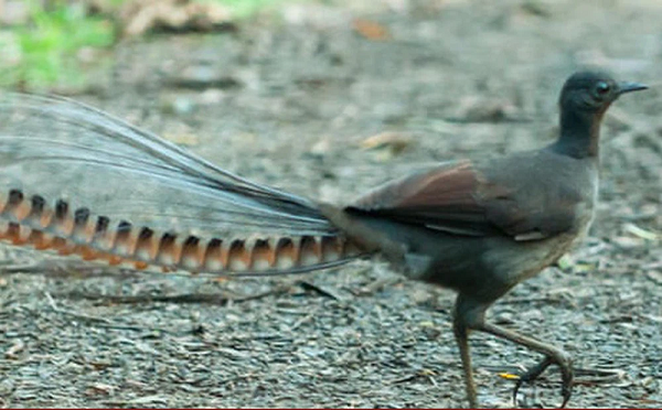 Vườn thú Taronga ở Sydney đã đăng một video gây ấn tượng về con chim Đàn Lia (Lyrebird) tên là Echo, có khả năng tuyệt vời trong việc bắt chước nhiều loại âm thanh, bao gồm cả tiếng khóc của trẻ em.