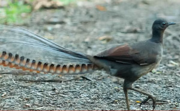Vườn thú Taronga ở Sydney đã đăng một video gây ấn tượng về con chim Đàn Lia (Lyrebird) tên là Echo, có khả năng tuyệt vời trong việc bắt chước nhiều loại âm thanh, bao gồm cả tiếng khóc của trẻ em.