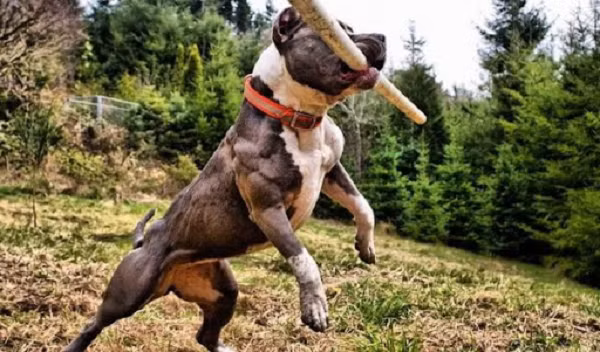 Pitbull trông rất lầm lì và dữ tợn với đôi mắt trợn ngược, hai tai hình tam giác dựng thẳng đứng. Vũ khí đáng sợ nhất của Pitbull chính là hàm răng đặc biệt. Giải phẫu hộp sọ của chó Pitbull, các nhà khoa học nhận thấy xương hàm của Pitbull cũng cấu tạo gần giống các giống chó khác, không hề có cơ chế khóa như đồn đại.