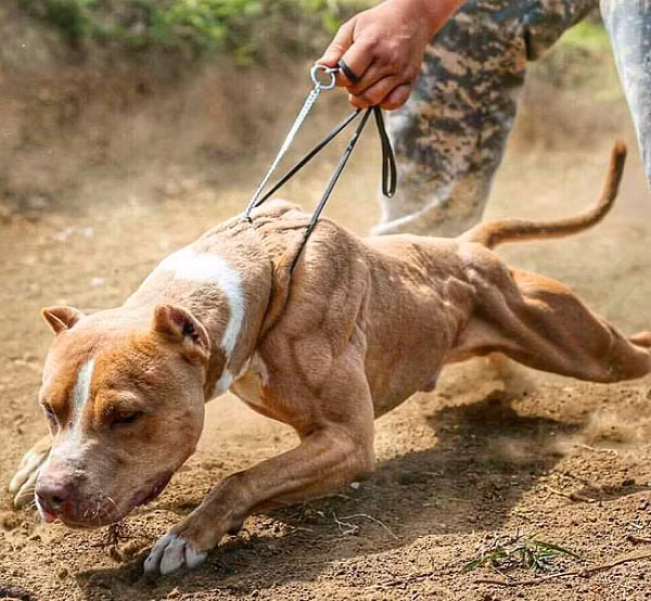 Vết thương gây ra thường rất sâu và rộng do răng của Pitbull dài, sắc nhọn. Lực cắn của Pitbull cũng là một điều đáng nói, loài chó này sở hữu lực cắn rất mạnh lên đến 300 psi, bằng 1 nửa lực cắn của cá mập trắng, chỉ một cú cắn cũng có thể làm loài chó khác tử vong.