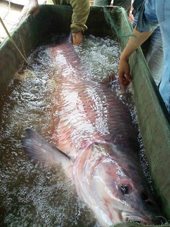 Con cá có trọng lượng 71,5 kg. Do con cá quá to nên anh Nam phải dùng hết sức mới có thể lôi được nó lên thuyền rồi di chuyển vào bờ. Ảnh: N.Đ/Tiền Phong.