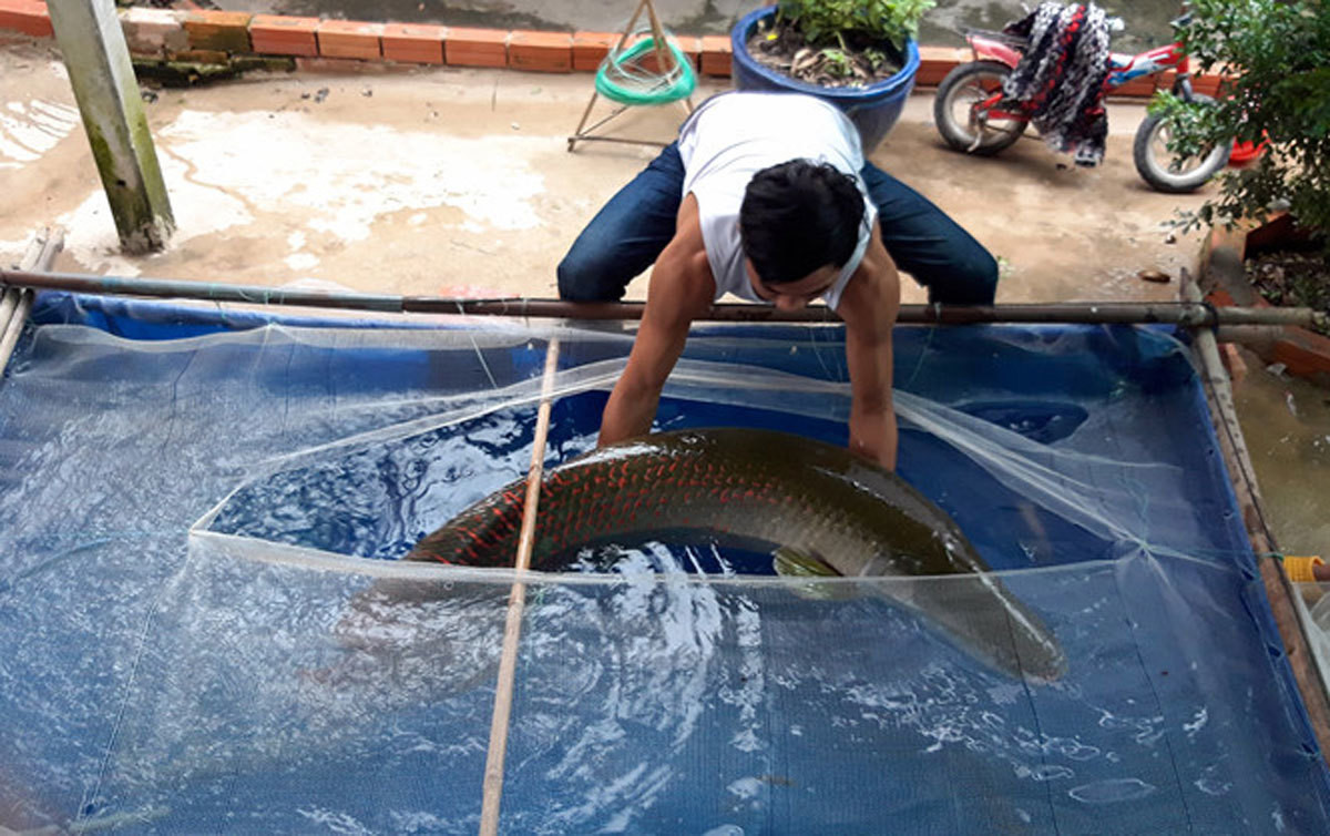 Đây là loài cá hải tượng. Anh Nam cho biết, gia đình sinh sống bằng nghề đánh bắt cá nhiều đời trên sông Vàm Cỏ Đông, nhưng đây là lần đầu tiên anh bắt được loài cá này. Nguồn: Tin tức.