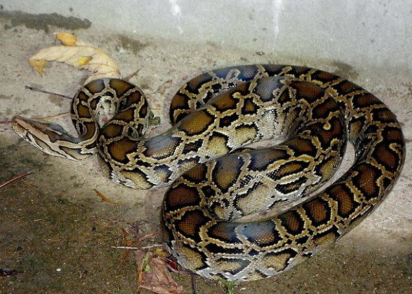 Trăn đất thường sống ở các rừng thưa, savan, cây bụi hay ven các rừng già, ở các đồi núi thấp có nhiều bụi rậm khô ráo. Chúng ưa sống gần các vực nước, đầm lầy.