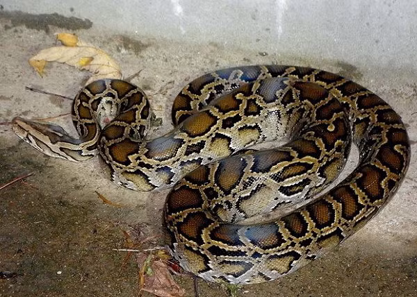 Trăn đất thường sống ở các rừng thưa, savan, cây bụi hay ven các rừng già, ở các đồi núi thấp có nhiều bụi rậm khô ráo. Chúng ưa sống gần các vực nước, đầm lầy.