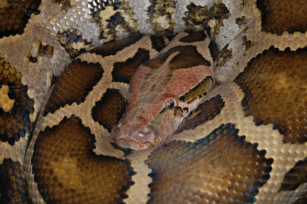 Còn ở miền Bắc Việt Nam về mùa đông, trăn đất trú đông từ 2 đến 4 cá thể trong những hang hốc tự nhiên để tránh rét. Chúng chủ yếu đi kiếm mồi vào ban đêm, nhiều nhất vào lúc xẩm tối. Chúng ưa ngâm mình vào trong nước trong những ngày nóng bức.