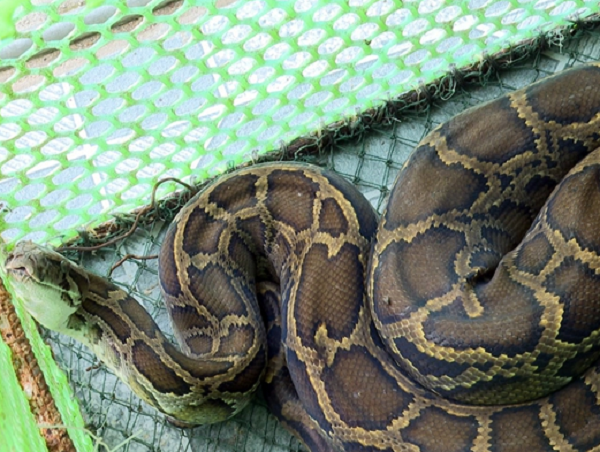 Con trăn đất có thể ở trên rừng ở Nghệ An, do mưa bão nên bị trôi ra biển. Sau đó, Hạt Kiểm lâm Kỳ Anh phối hợp với chính quyền xã Kỳ Phú đã đến tuyên truyền, vận động ông Nguyễn Đình Truyền bàn giao trăn đất để lực lượng chức năng thả về tự nhiên.