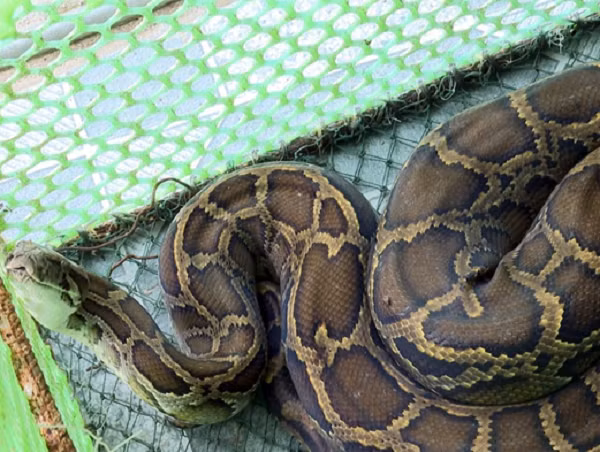 Con trăn đất có thể ở trên rừng ở Nghệ An, do mưa bão nên bị trôi ra biển. Sau đó, Hạt Kiểm lâm Kỳ Anh phối hợp với chính quyền xã Kỳ Phú đã đến tuyên truyền, vận động ông Nguyễn Đình Truyền bàn giao trăn đất để lực lượng chức năng thả về tự nhiên.