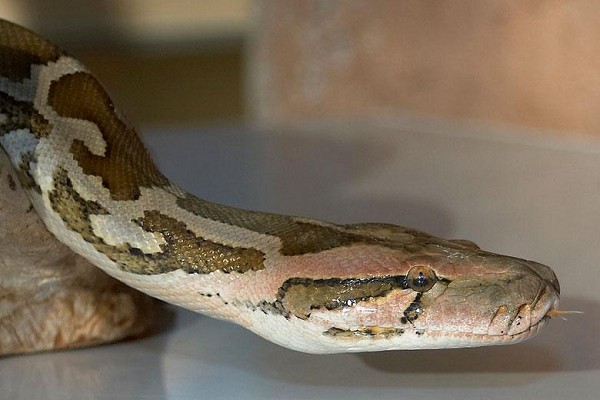 Trăn đất ăn những loài thú nhỏ (chủ yếu gặm nhấm, đôi khi cả hươu nai cỡ nhỏ, chim và những loài ếch nhái, bò sát). Trăn cái mang thai khoảng hai tháng đến ba tháng sáu ngày, đẻ từ 15 đến 60 quả trứng. Trăn mẹ ấp trứng bằng cách cuộn lấy ổ trứng.