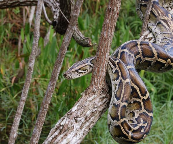 Sau khoảng hai tháng (56 - 85 ngày) thì trứng nở: Trăn sơ sinh dài khoảng 52 - 61cm và nặng khoảng 80 - 140g. Lột xác lần đầu khoảng 7 - 10 ngày sau khi nở.