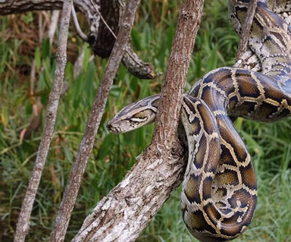 Sau khoảng hai tháng (56 - 85 ngày) thì trứng nở: Trăn sơ sinh dài khoảng 52 - 61cm và nặng khoảng 80 - 140g. Lột xác lần đầu khoảng 7 - 10 ngày sau khi nở.