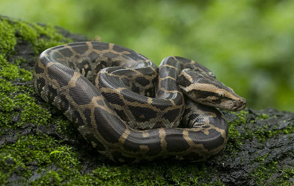 Đầu trăn đất có màu nâu xám, mặt trên đầu có hoa văn hình mũi mác di từ cổ, mũi nhọn hướng về phía đầu mõm. Mặt trên lưng có màu xám nhạt hay vàng nhạt có một dãy những vết lớn dài, màu nâu đỏ viền đen. Mặt bụng màu vàng hay nâu vàng có những đốm nâu hay đen.