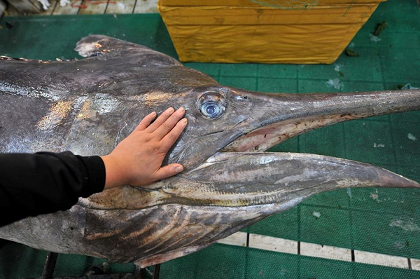 Cá kiếm không hề có răng, chúng săn mồi hoàn toàn bằng lưỡi kiếm của mình. Chúng bơi vào 1 đàn cá, lùa kiếm sang hai bên, lũ cá có thể bị đâm và bị thương, khi đó cá kiếm chậm lại và thong thả ăn con mồi.