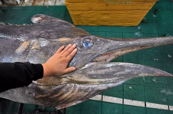 Cá kiếm không hề có răng, chúng săn mồi hoàn toàn bằng lưỡi kiếm của mình. Chúng bơi vào 1 đàn cá, lùa kiếm sang hai bên, lũ cá có thể bị đâm và bị thương, khi đó cá kiếm chậm lại và thong thả ăn con mồi.