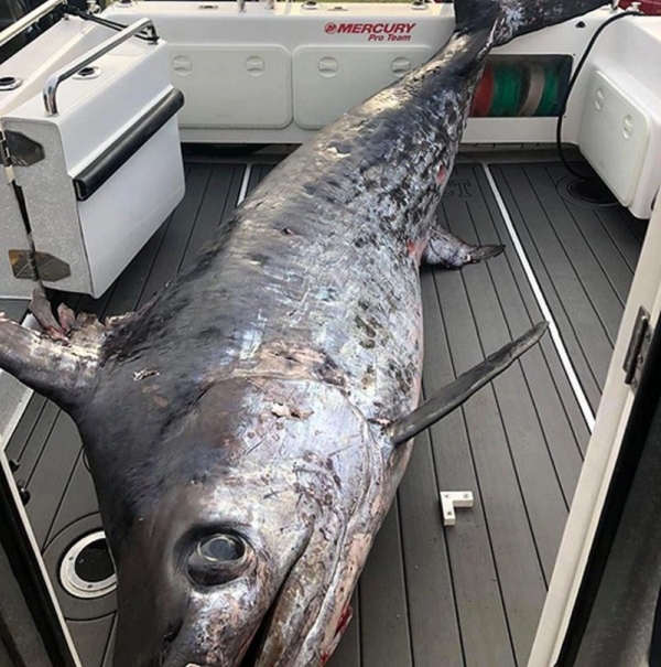 Cá kiếm có thân hình thuôn dài và tròn, khi trưởng thành mất hết toàn bộ răng và vảy. Kích thước tối đa là 4,3 m (14 ft) và 536 kg (1.182 pao). Tên gọi khoa học của cá kiếm (gladius – nghĩa là đấu sĩ) do nó có mỏ nhọn, trông tựa như một thanh kiếm.