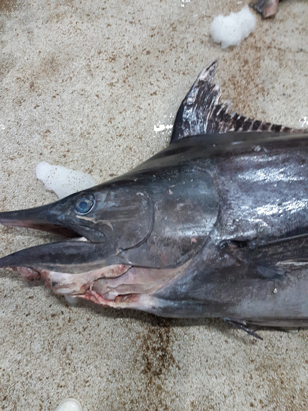 Việc sưởi ấm mắt sẽ làm tăng đáng kể thị lực và như thế làm tăng khả năng bắt mồi của chúng. Trong tổng số trên 29.000 loài cá xương, chỉ có khoảng 22 loài có khả năng làm ấm các bộ phận có chọn lọc của cơ thể như vậy.