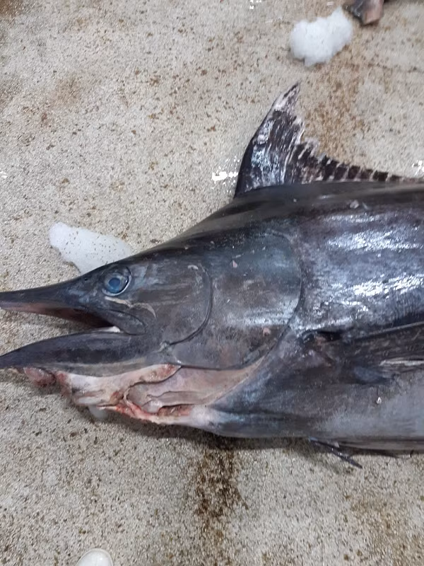 Việc sưởi ấm mắt sẽ làm tăng đáng kể thị lực và như thế làm tăng khả năng bắt mồi của chúng. Trong tổng số trên 29.000 loài cá xương, chỉ có khoảng 22 loài có khả năng làm ấm các bộ phận có chọn lọc của cơ thể như vậy.