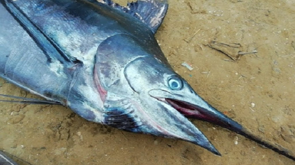 Cá mập mako vây ngắn là một trong số ít các sinh vật của đại dương đủ to lớn và nhanh nhẹn để có thể săn đuổi và giết chết một con cá kiếm trưởng thành.