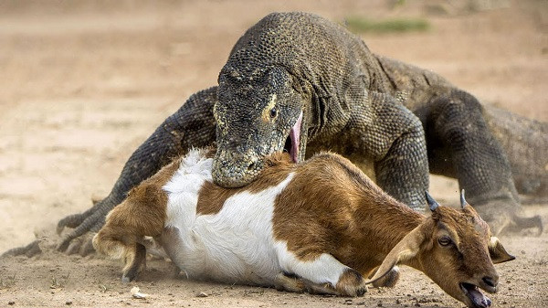  Rồng Komodo là loài thằn lằn lớn nhất trên thế giới hiện nay, với chiều dài trung bình từ 2-3m. Vì các đặc điểm sinh học chỉ cho phép Komodo sinh sống tại Indonesia, nên chúng ta không thể tìm loài động vật quý giá này ở bất cứ nơi nào trên Trái đất.