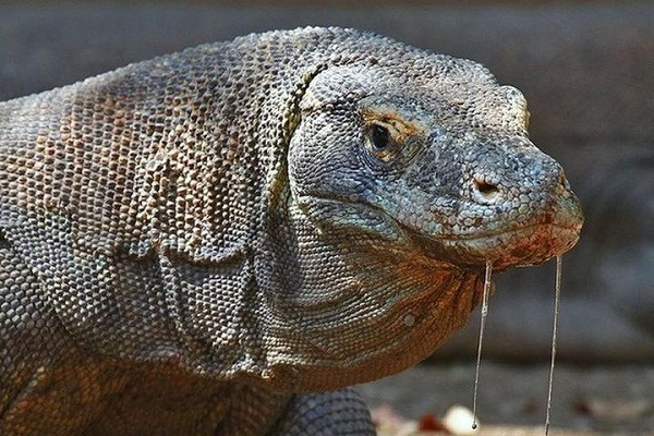 Rồng Komodo có thể sống thích hợp ở nhiều môi trường khác nhau. Chúng có khả năng lặn sâu 5m dưới mặt nước để mò cá, nhưng cũng có thể leo trèo như thằn lằn trên cây.