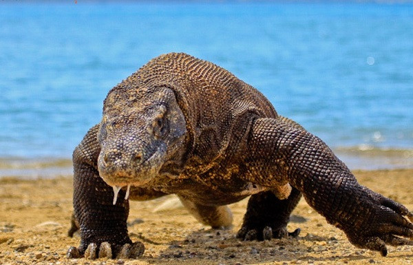 Theo IUCN, nước biển dâng sẽ ảnh hưởng đến khoảng 30% môi trường sống của loài động vật này trong vòng 45 năm tới. Loài này hiếm khi mạo hiểm sống ở độ cao hơn 700 m so với mực nước biển.