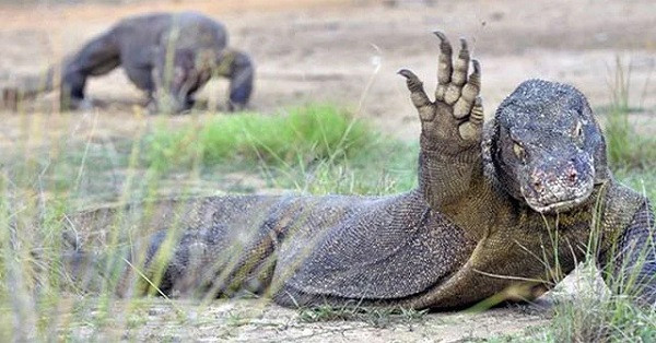 Mặc dù rồng Komodo được bảo vệ nghiêm ngặt, song tình trạng thu hẹp môi trường sống do con người lấn chiếm cùng những tác động thiên nhiên của núi lửa, lượng rồng cái ít ỏi khiến chúng có mặt trong sách đỏ.