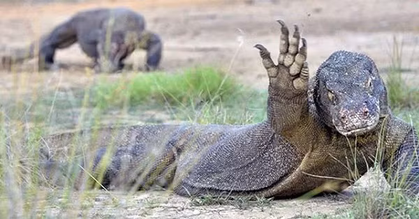 Mặc dù rồng Komodo được bảo vệ nghiêm ngặt, song tình trạng thu hẹp môi trường sống do con người lấn chiếm cùng những tác động thiên nhiên của núi lửa, lượng rồng cái ít ỏi khiến chúng có mặt trong sách đỏ.