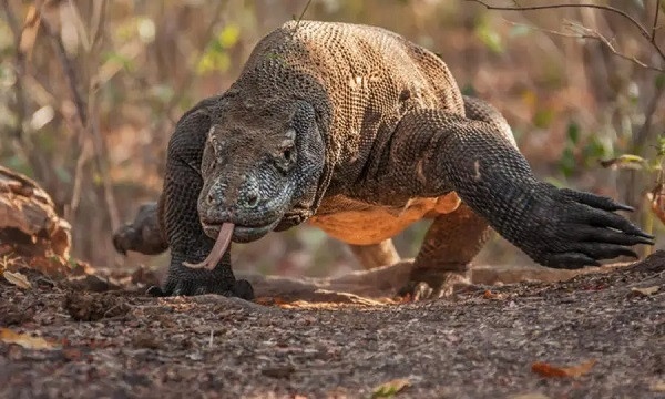 Rồng Komodo là loài ăn thịt nhưng khá đa dạng, bao gồm các loại côn trùng cho đến các loại thú lớn như dê, trâu rừng, lợn lòi. Thậm chí chúng ăn thịt cả đồng loại.