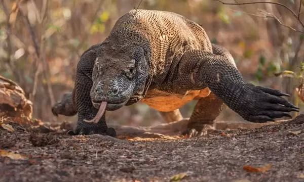 Rồng Komodo là loài ăn thịt nhưng khá đa dạng, bao gồm các loại côn trùng cho đến các loại thú lớn như dê, trâu rừng, lợn lòi. Thậm chí chúng ăn thịt cả đồng loại.