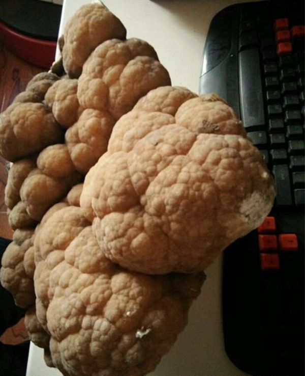 Theo kết luận của chuyên gia, đây là một khối thạch nhũ hang động. Thạch nhũ hay còn gọi là nhũ đá được hình thành do cặn của nước nhỏ giọt đọng lại trải qua hàng trăm, nghìn, thậm chí là hàng triệu năm.