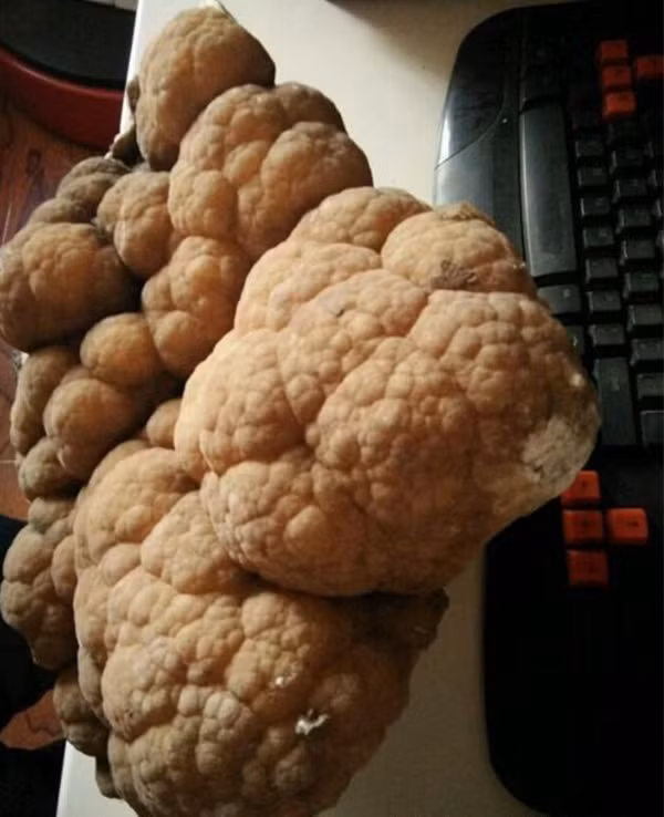 Theo kết luận của chuyên gia, đây là một khối thạch nhũ hang động. Thạch nhũ hay còn gọi là nhũ đá được hình thành do cặn của nước nhỏ giọt đọng lại trải qua hàng trăm, nghìn, thậm chí là hàng triệu năm.