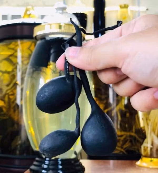 Bên cạnh đó, các vitamin và canxi, phốt pho, axit ribonic và các loại axit amin thiết yếu khác có thể điều trị các triệu chứng của bệnh dạ dày, giảm huyết áp cao, trị bỏng, cầm máu, bệnh thận…